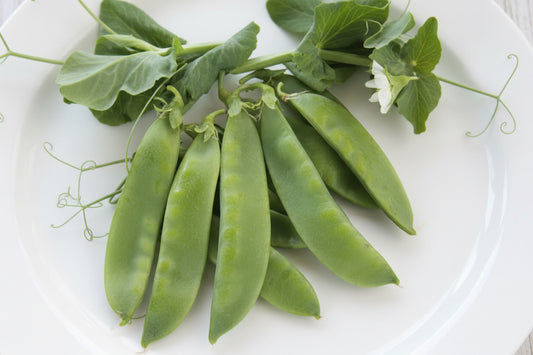 Avalanche Snow Pea Seeds online shopping