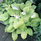 Rosedale Golden Goose Hosta Plants online shopping