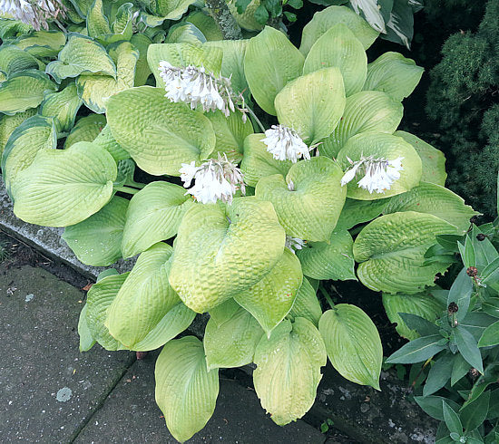 Rosedale Golden Goose Hosta Plants online shopping