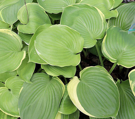 Windy City Hosta Plants online shopping