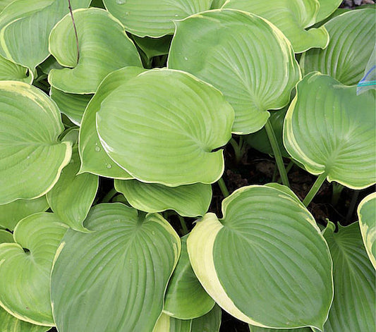 Windy City Hosta Plants online shopping