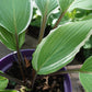 Valley's Sushi Hosta Plants online shopping