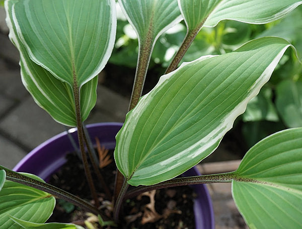 Valley's Sushi Hosta Plants online shopping