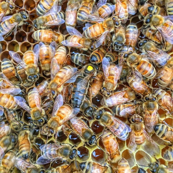 Saskatraz Honey Bee Queen
