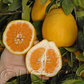 Kinkoji Unshiu Mandarin Hybrid Budwood citrus plant material online shopping