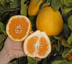 Kinkoji Unshiu Mandarin Hybrid Budwood citrus plant material online shopping