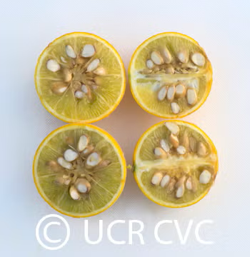 Rubidoux Trifoliate Seed citrus plant material online shopping