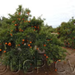 Oroval Clementine Budwood citrus plant material online shopping