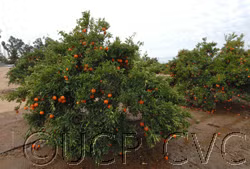 Oroval Clementine Budwood citrus plant material online shopping