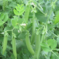 SS 141 Organic Pea