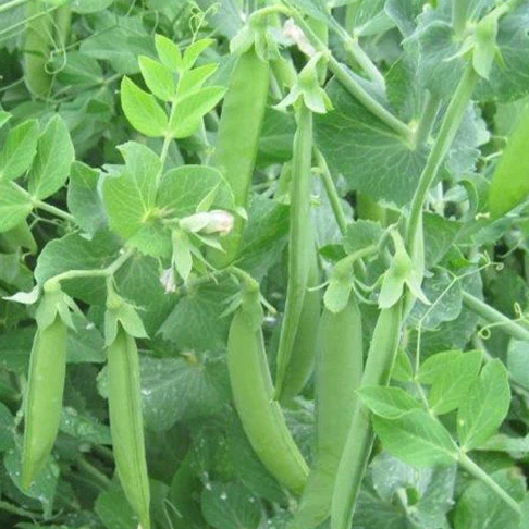 SS 141 Organic Pea