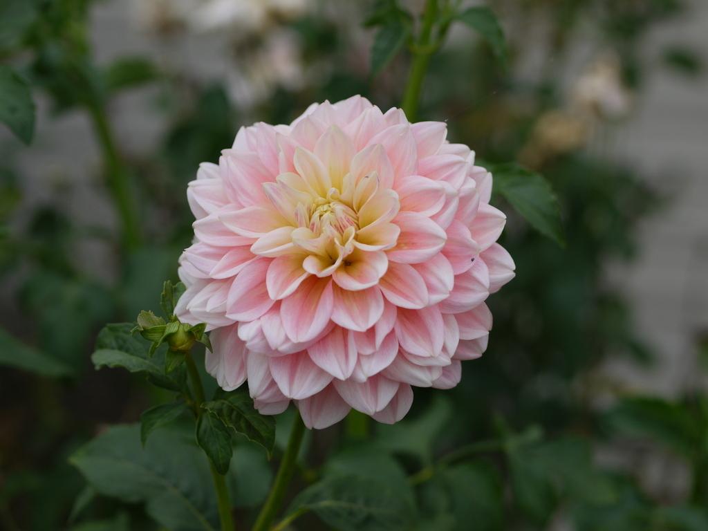 Sheer Heaven Dahlia