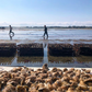 Crassostrea Virginica Oyster Seed MA aquaculture online shopping