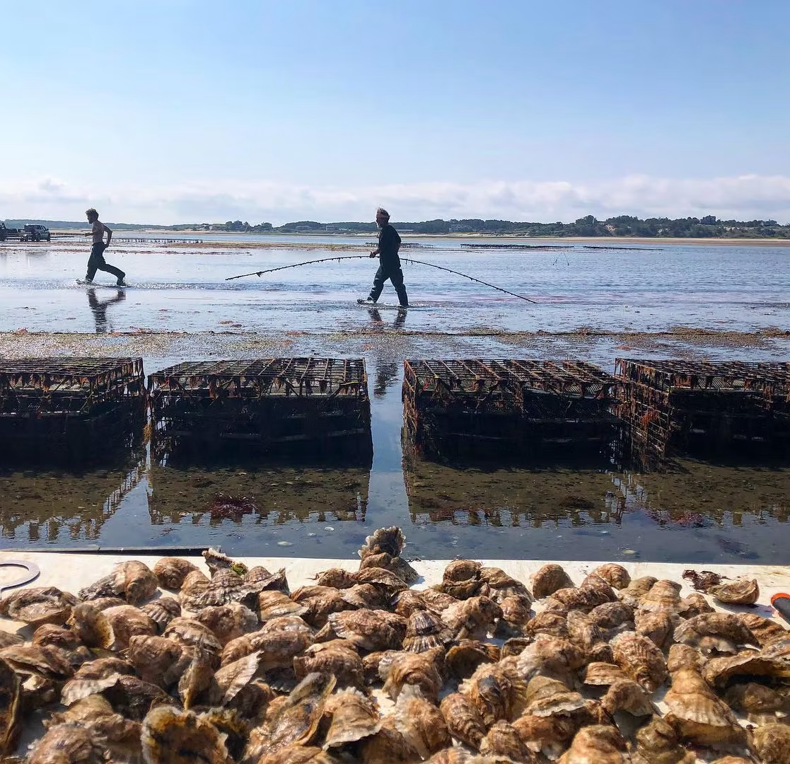 Crassostrea Virginica Oyster Seed MA aquaculture online shopping