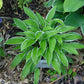 Ginko Craig Hosta Plants online shopping