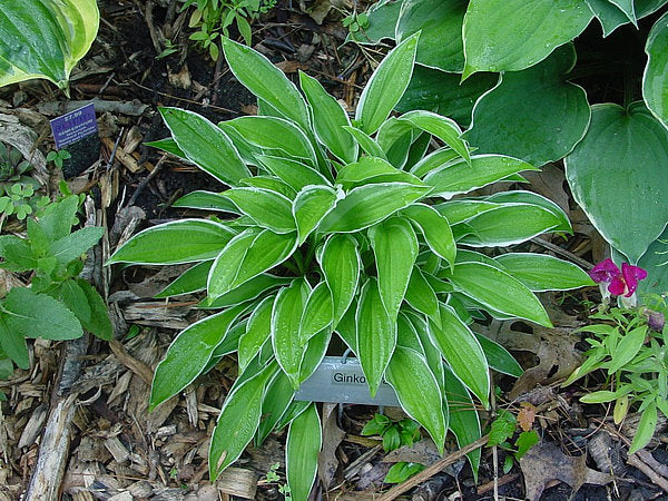 Ginko Craig Hosta Plants online shopping