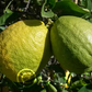 Cuban Shaddock Seed citrus plant material online shopping