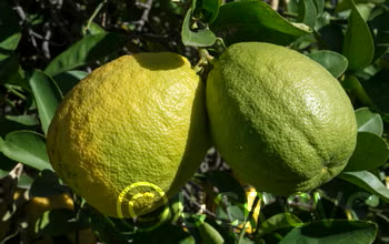 Cuban Shaddock Seed citrus plant material online shopping