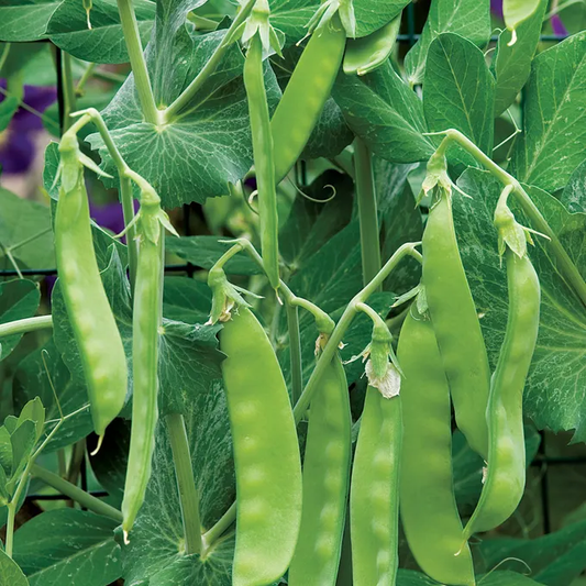 Oregon Sugar Pod II Snow Pea Seeds online shopping