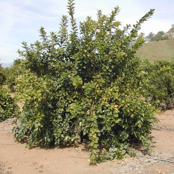 Rojo Blanco Pummelo Hybrid Budwood citrus plant material online shopping