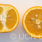 Rotuma Island Sweet Orange Budwood citrus plant material online shopping