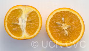 Rotuma Island Sweet Orange Budwood citrus plant material online shopping