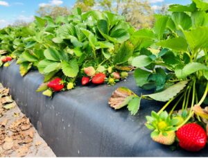 Florida Encore™ Short Day Strawberry