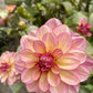 Rawhide Dahlia