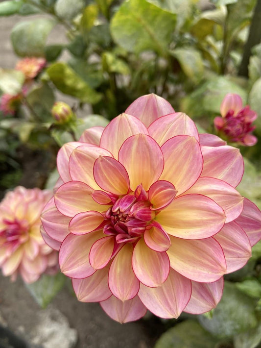 Rawhide Dahlia