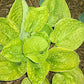 Hammered Gold Hosta Plants online shopping