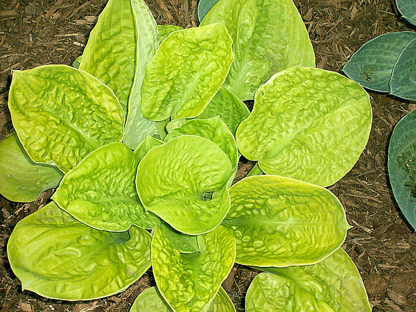 Hammered Gold Hosta Plants online shopping