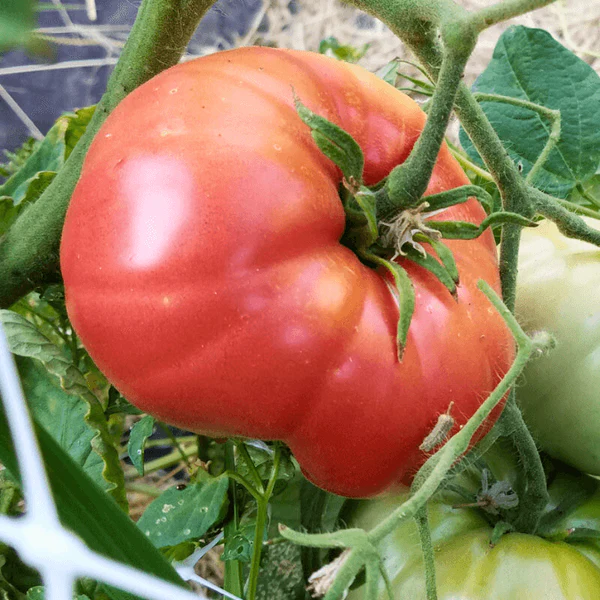 Mortgage Lifter Organic Tomato