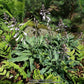 Blue Arrow Hosta Plants online shopping