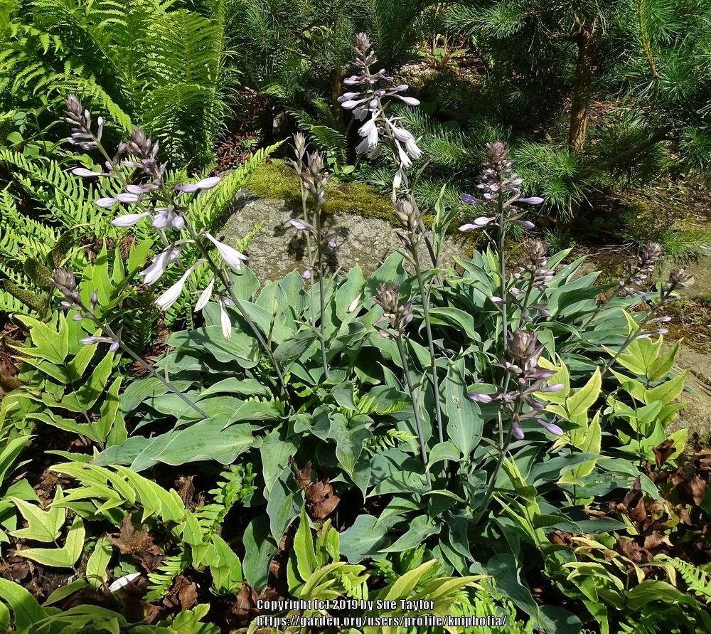 Blue Arrow Hosta Plants online shopping