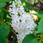 Common White Heirloom Lilac lilac plant online shopping