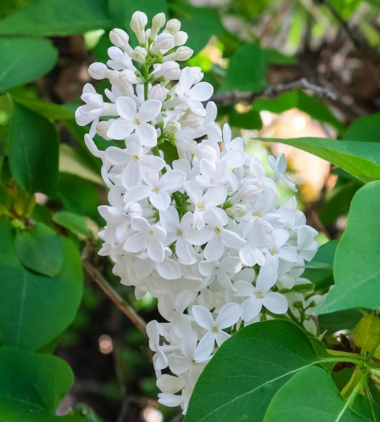 Common White Heirloom Lilac lilac plant online shopping