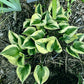 Snowy Lake Hosta Plants online shopping