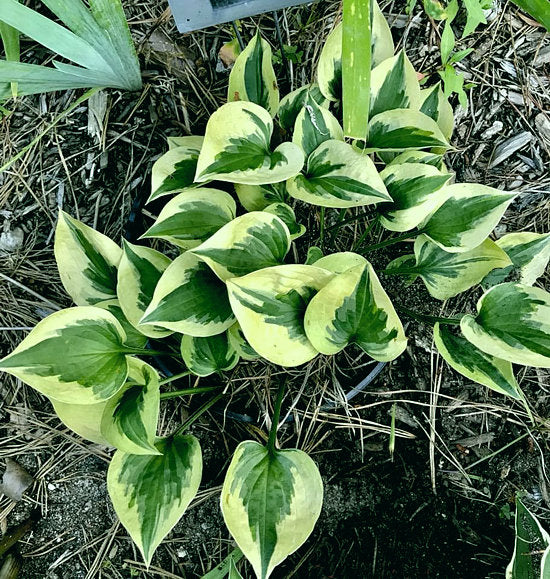 Snowy Lake Hosta Plants online shopping