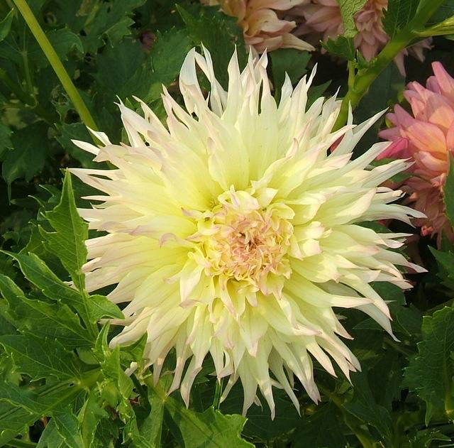 Citron Du Cap Dahlia