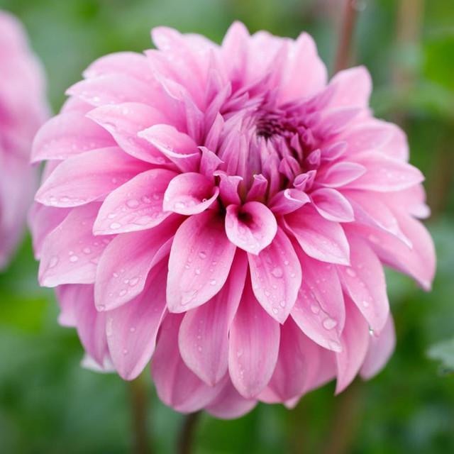 Vassio Meggos Dahlia Plants online shopping
