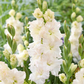 Ivory Perfection Gladiolus Corms