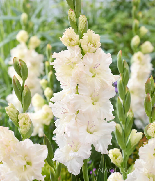 Ivory Perfection Gladiolus Corms