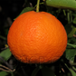 Temple Tangor Mandarin Budwood citrus plant material online shopping