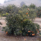 Clausellina Satsuma Mandarin Budwood citrus plant material online shopping