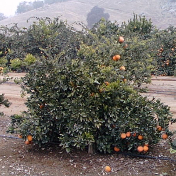 Clausellina Satsuma Mandarin Budwood citrus plant material online shopping