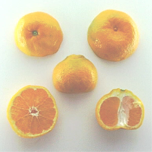 Kuno Wase Satsuma Mandarin Budwood citrus plant material online shopping