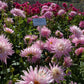 Park Princess Dahlia