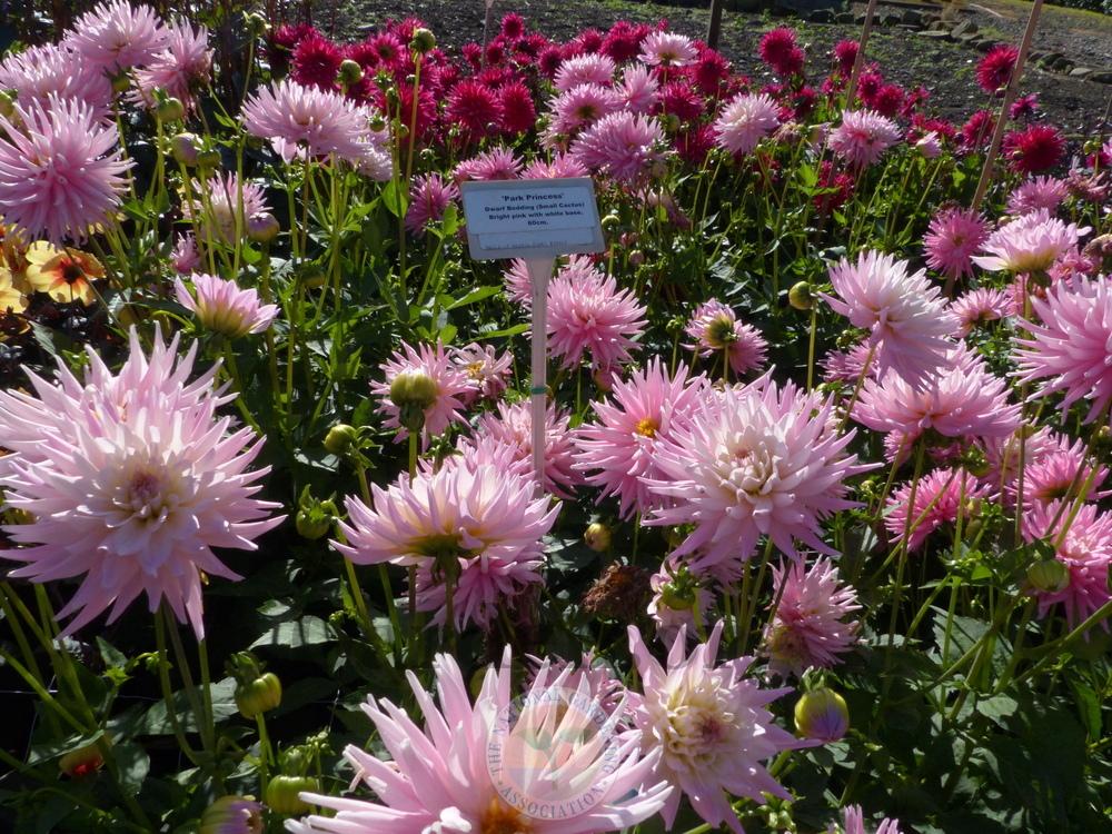 Park Princess Dahlia