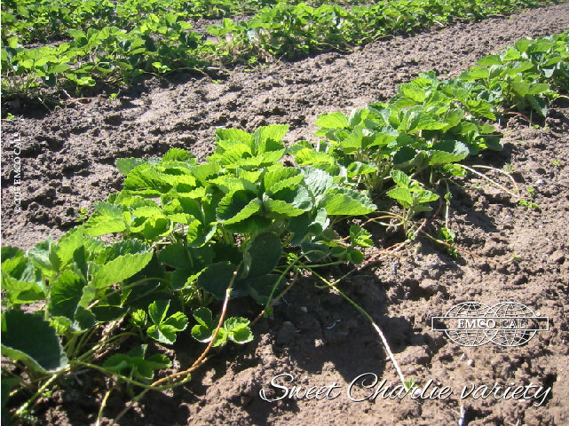 Sweet Charlie Early Short Day Strawberry