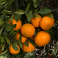 Kara Mandarin Budwood citrus plant material online shopping